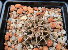 Gymnocalycium asterium FB401