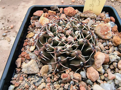 Gymnocalycium obductum LF82