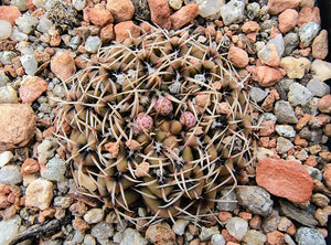 Gymnocalycium obductum LF82