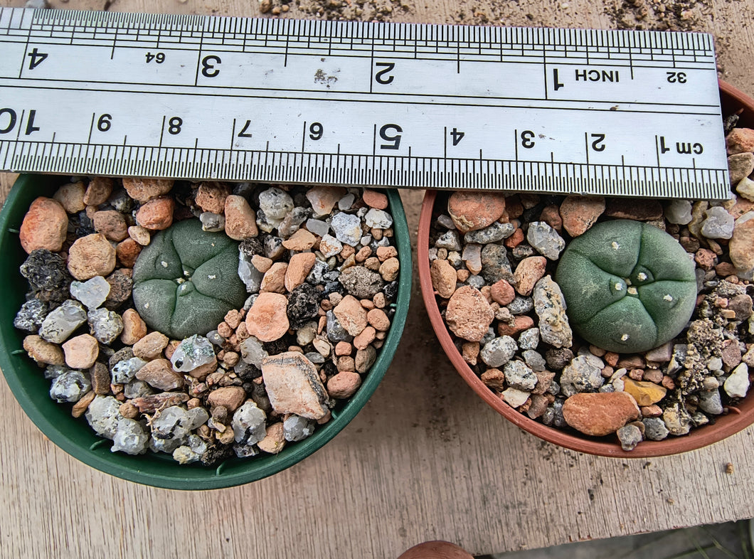 Lophophora williamsii