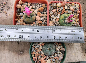 Lophophora williamsii