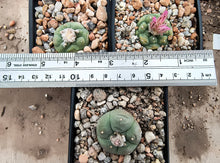 Lophophora williamsii