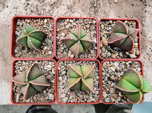 Astrophytum quadricostatum nudum