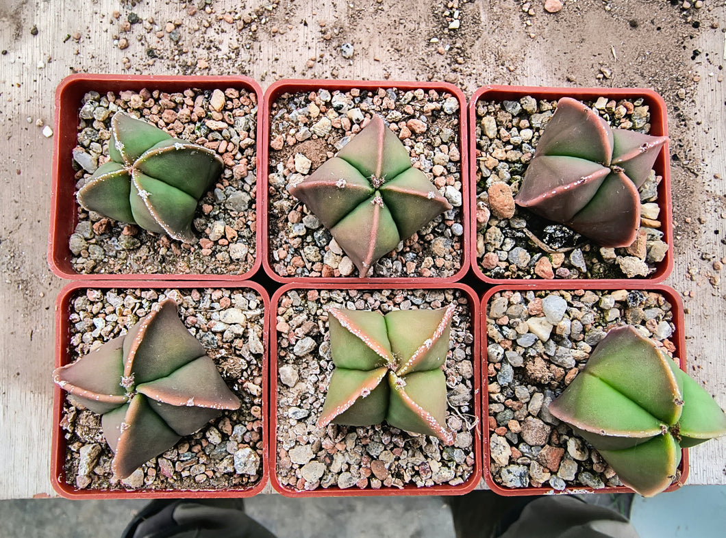 Astrophytum quadricostatum nudum