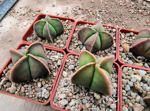 Astrophytum quadricostatum nudum