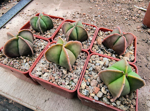 Astrophytum quadricostatum nudum