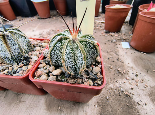 Astrophytum niveum PP398