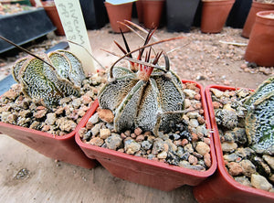 Astrophytum niveum PP398