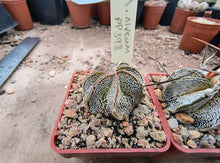 Astrophytum niveum PP398