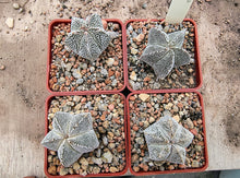 Astrophytum myriostigma cv. Onzuka