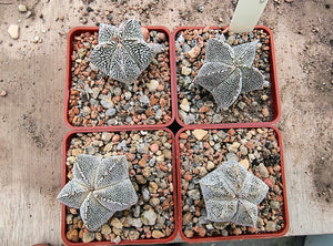 Astrophytum myriostigma cv. Onzuka