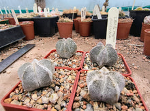 Astrophytum myriostigma cv. Onzuka