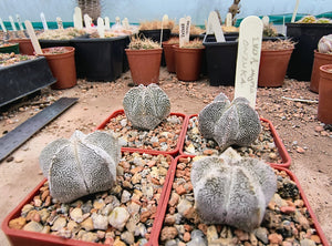 Astrophytum myriostigma cv. Onzuka