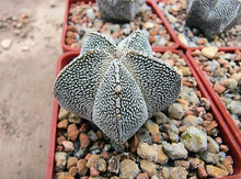 Astrophytum myriostigma cv. Onzuka