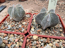Astrophytum myriostigma cv. Onzuka