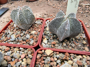Astrophytum myriostigma cv. Onzuka