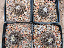 Copiapoa humilis