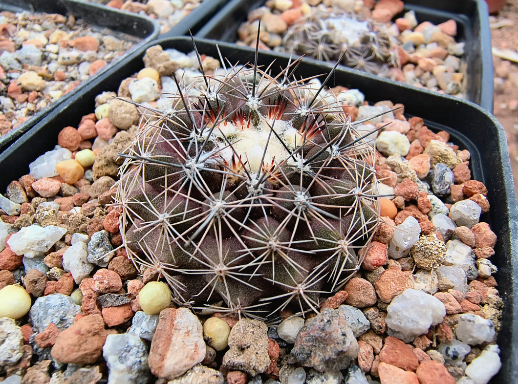 Copiapoa humilis