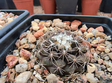 Copiapoa humilis