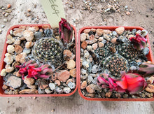 Mediolobivia pygmaea iscayachensis SE64