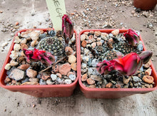 Mediolobivia pygmaea iscayachensis SE64