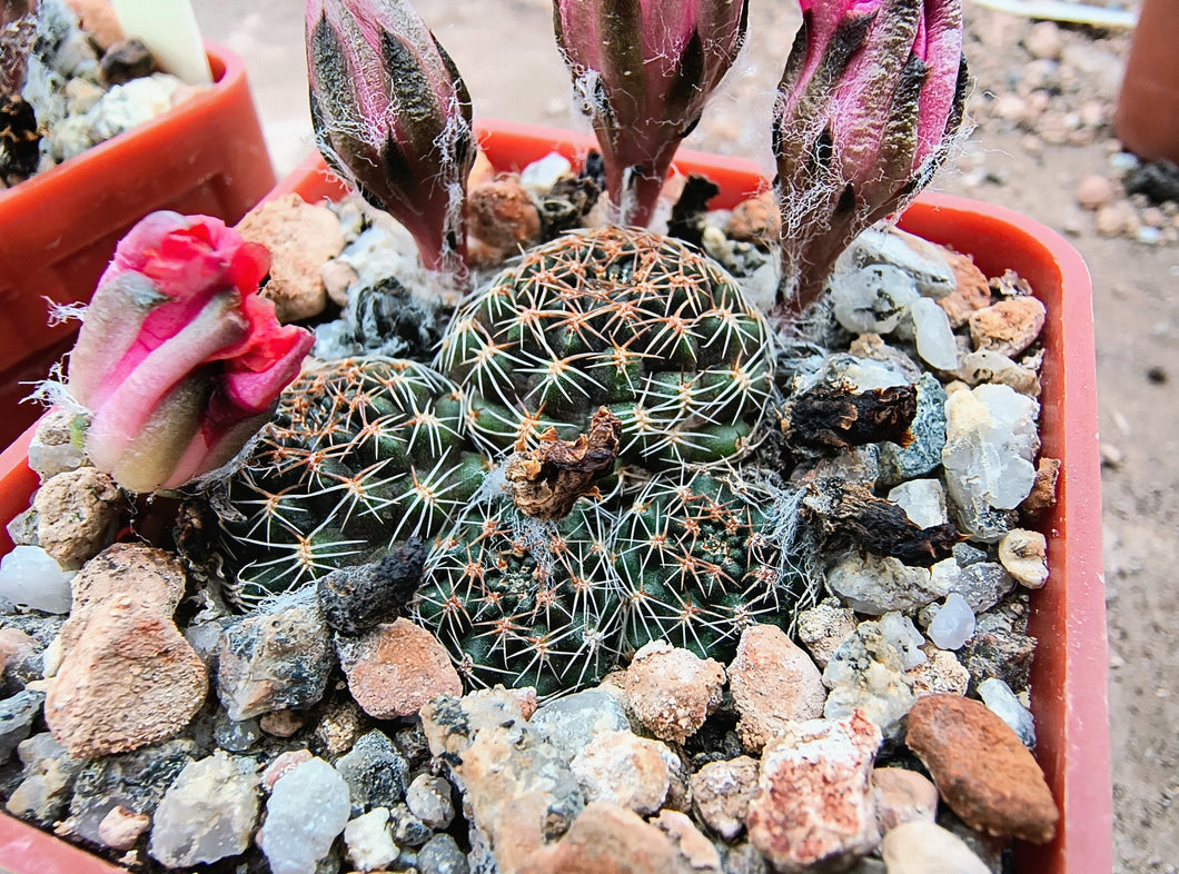 Mediolobivia pygmaea iscayachensis SE64