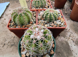 Echinocereus pectinatus PP1538