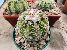 Echinocereus pectinatus PP1538