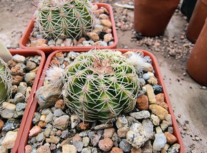 Echinocereus pectinatus PP1538