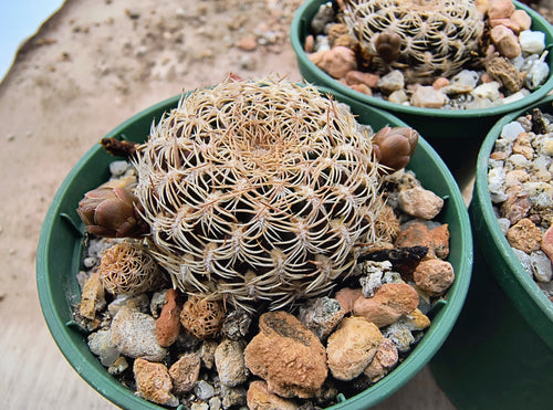 Sulcorebutia breviflora LH1096