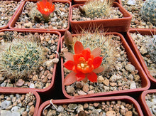 Aylostera jujuyana WR734