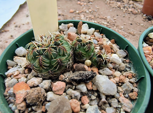 Sulcorebutia canigueralii RH3199/3