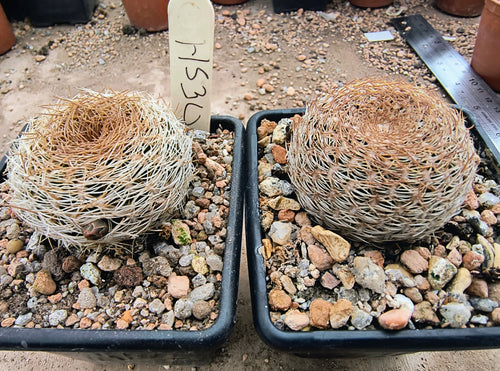 Sulcorebutia arenacea HS30