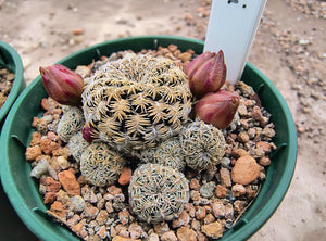 Sulcorebutia langeri