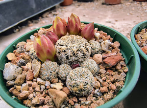 Sulcorebutia langeri