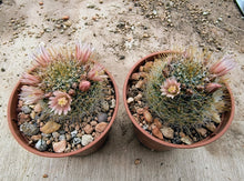 Mammillaria crinita ssp. wildii