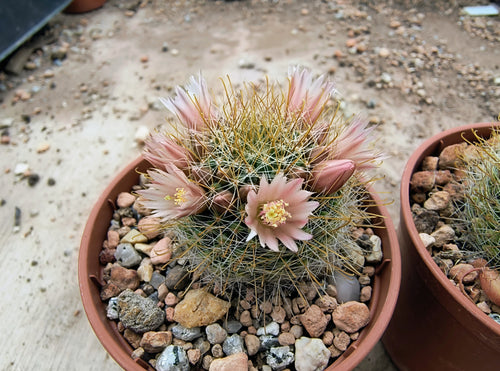 Mammillaria crinita ssp. wildii