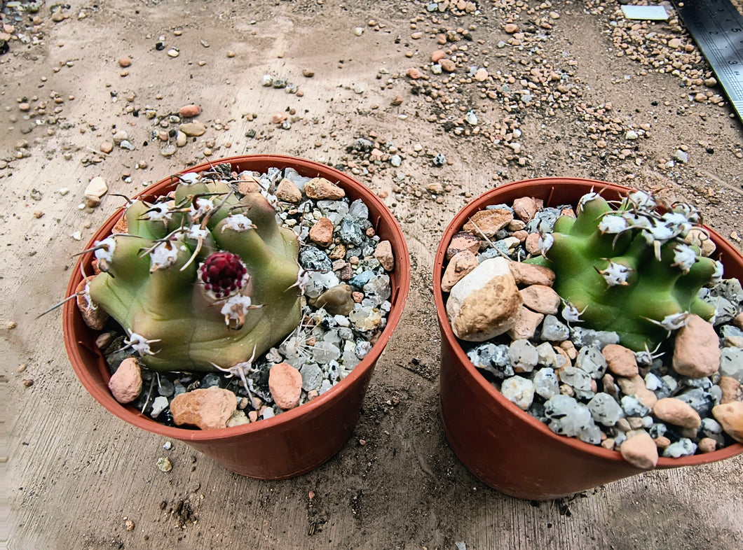 Echinocereus triglochidiatus fma. inermis