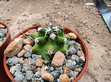 Echinocereus triglochidiatus fma. inermis