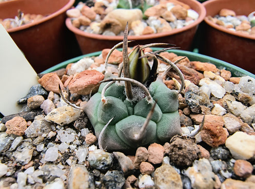 Turbinicarpus schmiedickeanus