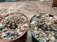 Gymnocalycium riojense