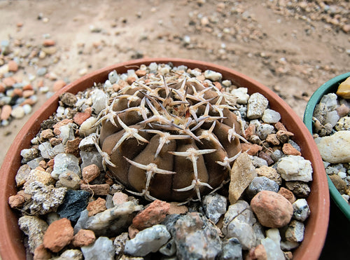 Gymnocalycium riojense