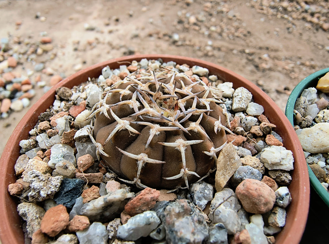 Gymnocalycium riojense