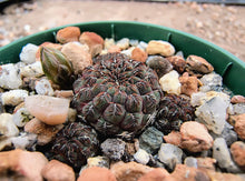 Sulcorebutia rauschii