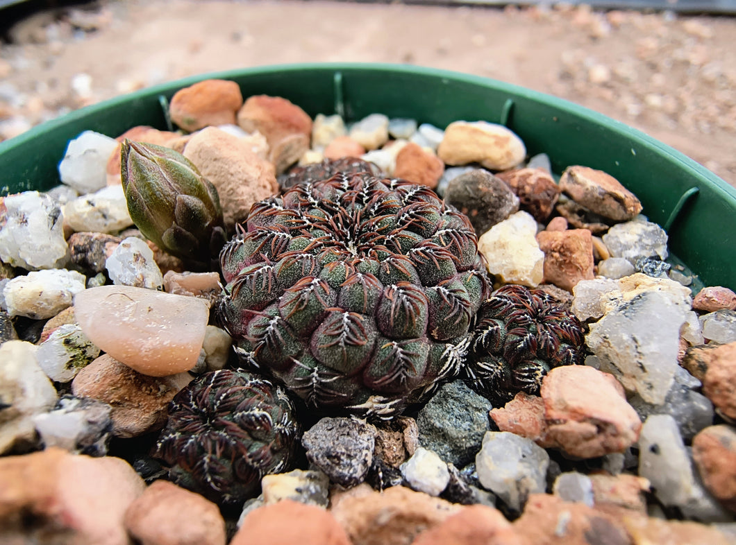 Sulcorebutia rauschii