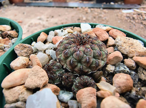 Sulcorebutia rauschii