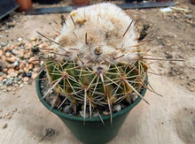 Notocactus (Wigginsia) erinacea