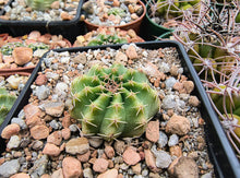 Echinocereus pulchellus amoenus