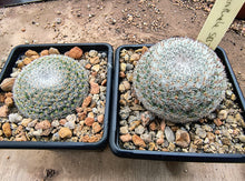 Mammillaria microthele SB34