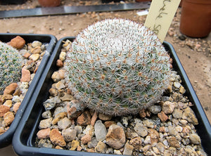 Mammillaria microthele SB34